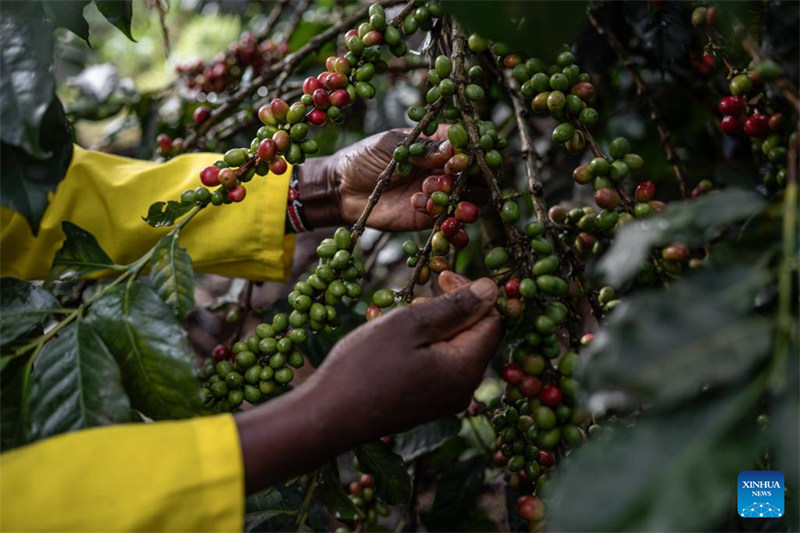 Mkulima akichuma mbegu za kahawa katika shamba la kahawa mjini Kirinyaga, Kenya, Desemba 20, 2024. (Xinhua/Wang Guansen)