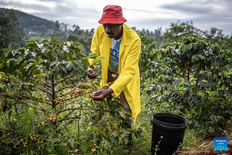 Kilimo cha kahawa chatoa maisha kwa watu katika eneo la kati la Kenya