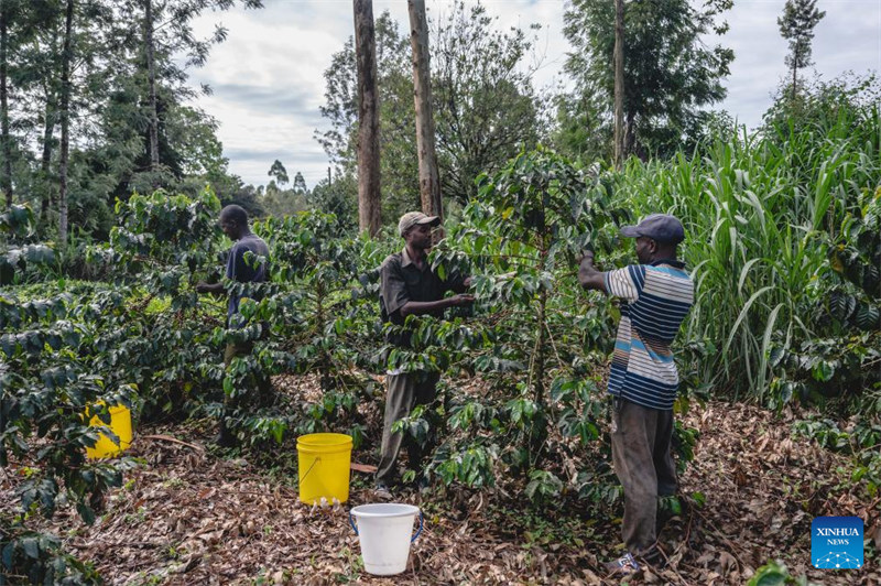 Kilimo cha kahawa chatoa maisha kwa watu katika eneo la kati la Kenya