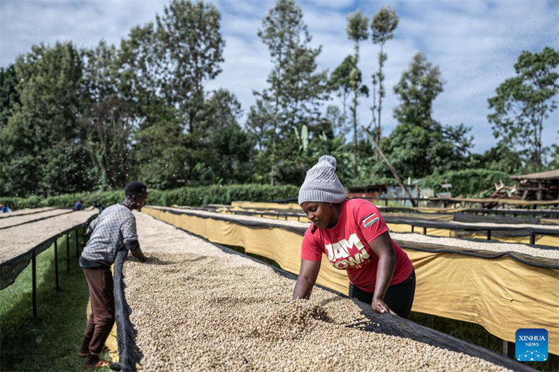 Kilimo cha kahawa chatoa maisha kwa watu katika eneo la kati la Kenya