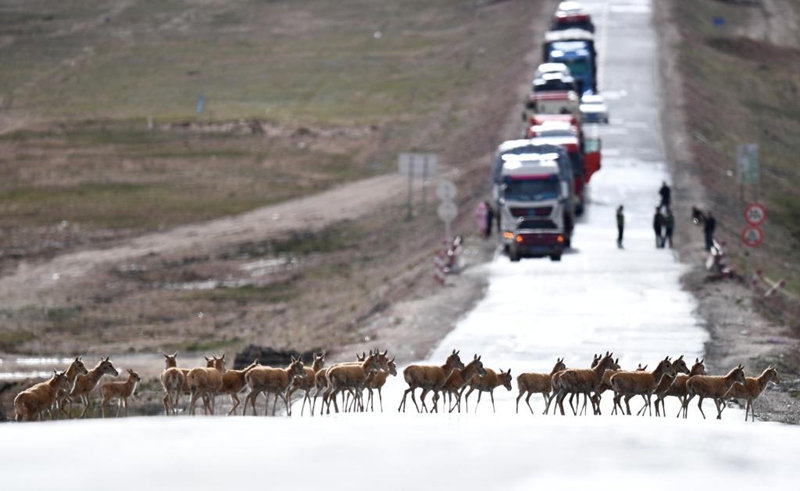 Picha iliyopigwa tarehe 28, Julai, 2023 ikionesha swala wa Kitibeti wakivuka barabara ya Qinghai-Xizang na kuelekea eneo la chanzo cha mito mitatu mkoani Qinghai. (Zhang Hhongxiang/Xinhua)