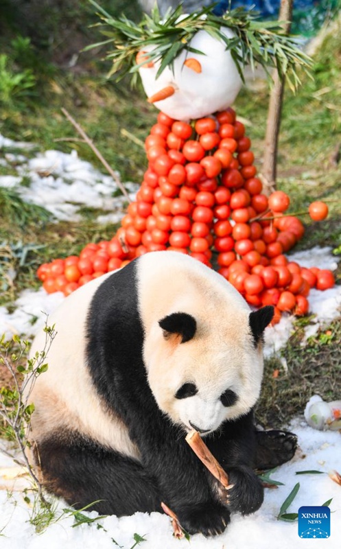 Picha hii iliyopigwa Januari 1, 2025 ikimuonyesha panda kwenye Bustani ya Wanyamapori ya Locajoy katika Eneo la  Yongchuan la Mji wa Chongqing, kusini-magharibi mwa China. (Xinhua/Wang Quanchao)