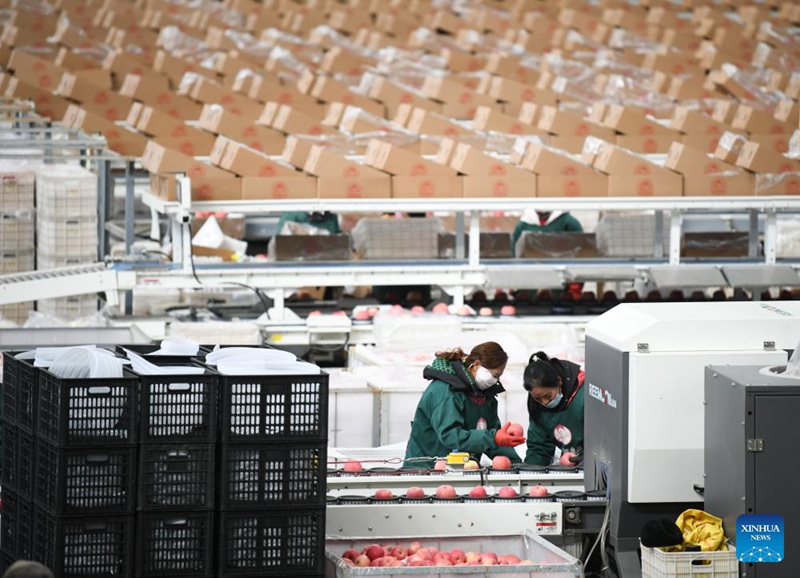 Wafanyakazi wakipanga tufaha kwenye kampuni ya matunda katika Wilaya ya Luochuan, Mkoa wa Shaanxi, kaskazini-magharibi mwa China, Januari 6, 2025. (Xinhua/Zhang Bowen)