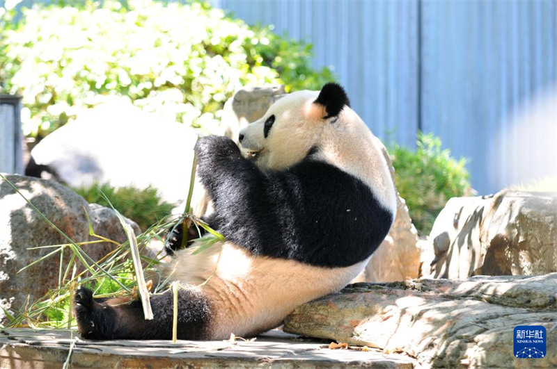 Hafla ya Kukaribisha Panda wa China yafanyika katika Bustani ya Wanyama ya Adelaide, Australia