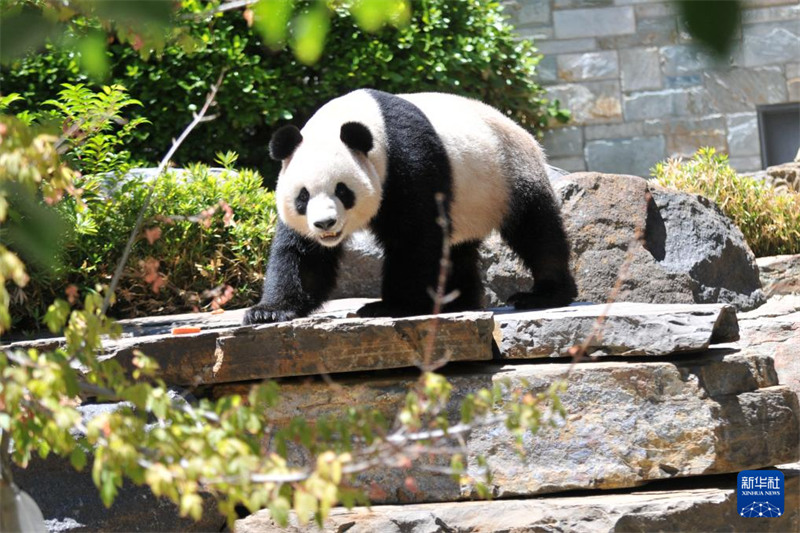 Hafla ya Kukaribisha Panda wa China yafanyika katika Bustani ya Wanyama ya Adelaide, Australia