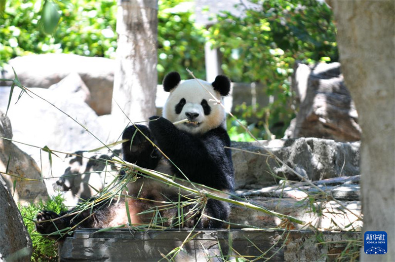 Hafla ya Kukaribisha Panda wa China yafanyika katika Bustani ya Wanyama ya Adelaide, Australia