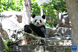 Hafla ya Kukaribisha Panda wa China yafanyika katika Bustani ya Wanyama ya Adelaide, Australia