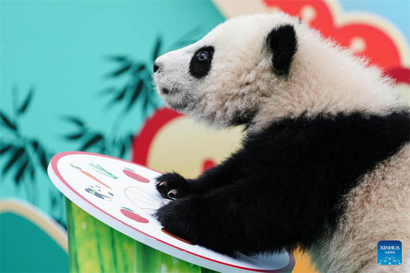 Kitoto cha panda kikionekana katika picha kwenye shughuli ya kuonekana kwa pamoja katika kundi katika kusherehekea Mwaka Mpya wa Jadi wa China kwenye kituo cha panda cha Shenshuping cha Kituo cha Uhifadhi na Utafiti wa Panda cha China mjini Wolong, Mkoa wa Sichuan, kusini-magharibi mwa China, Januari 23, 2025. (Xinhua)