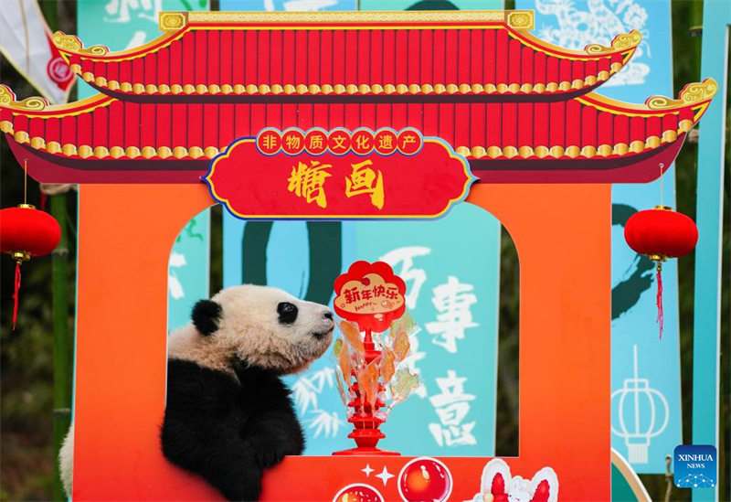 Vitoto vya Panda vyatuma salamu za Mwaka Mpya wa Jadi wa China kutoka kusini magharibi mwa China