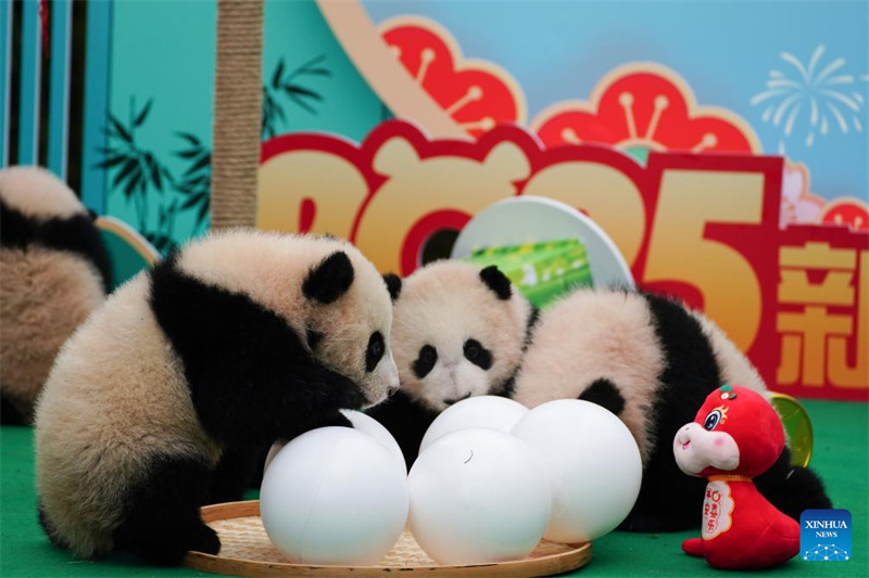 Vitoto vya Panda vyatuma salamu za Mwaka Mpya wa Jadi wa China kutoka kusini magharibi mwa China