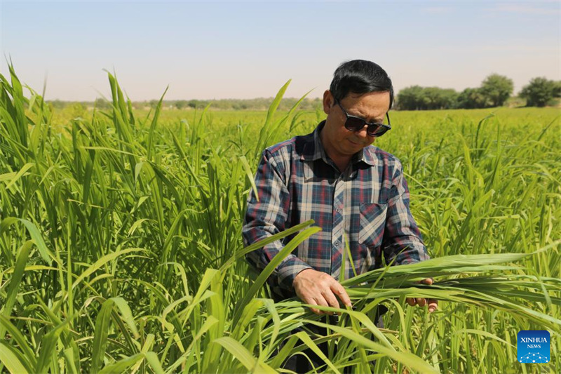 Zhang Hong'en, mkurugenzi wa Kituo cha Kielelezo cha Mifugo nchini Mauritania, akikagua ukuaji wa nyasi ya Juncao kwenye shamba la majaribio katika kijiji cha Idini nchini Mauritania, Januari 18, 2025. (Xinhua/Si Yuan)