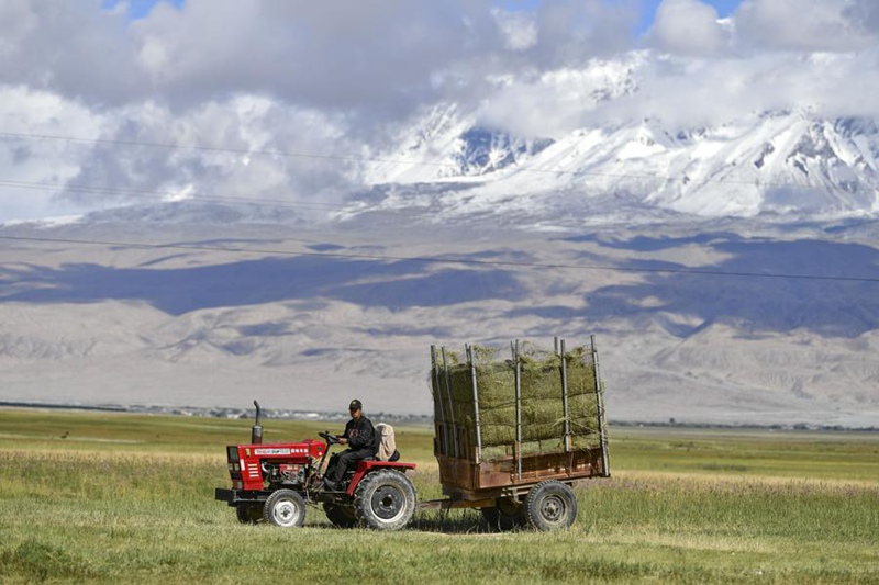 Mfugaji akiendesha trekta yake iliyopakiwa nyasi za malisho ya mifugo zilizovunwa katika Wilaya inayojiendesha ya Kabila la Watajik ya Taxkorgan, Xinjiang, China, Agosti 27, 2023. (Xinhua/Hu Huhu)