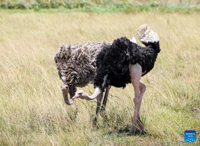 Mandhari na wanyama katika Hifadhai ya Taifa ya Nairobi, Kenya