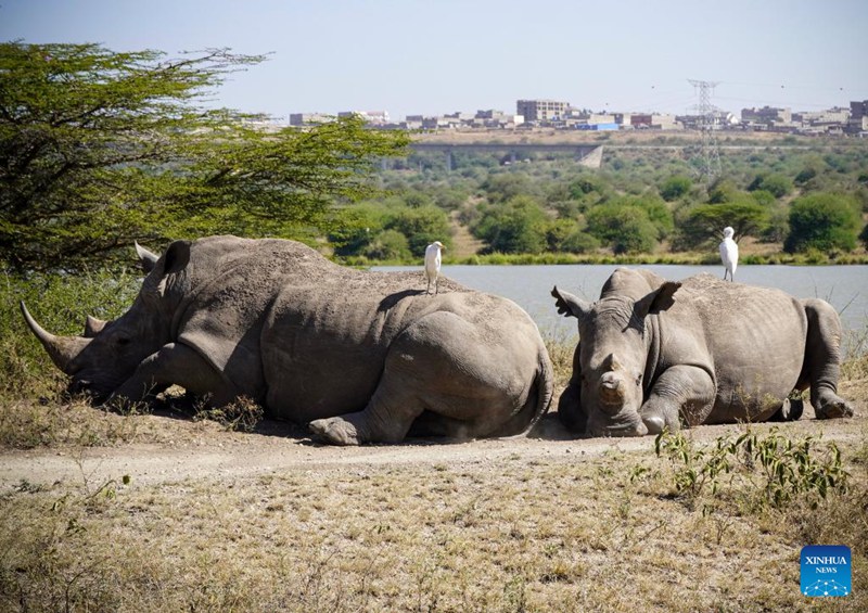 Mandhari na wanyama katika Hifadhai ya Taifa ya Nairobi, Kenya