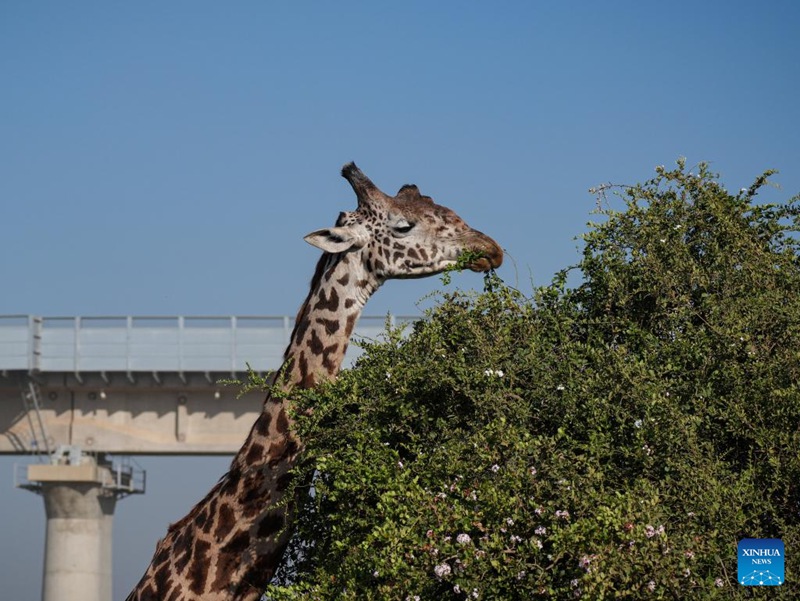 Mandhari na wanyama katika Hifadhai ya Taifa ya Nairobi, Kenya