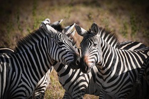 Mandhari na wanyama katika Hifadhi ya Taifa ya Nairobi, Kenya