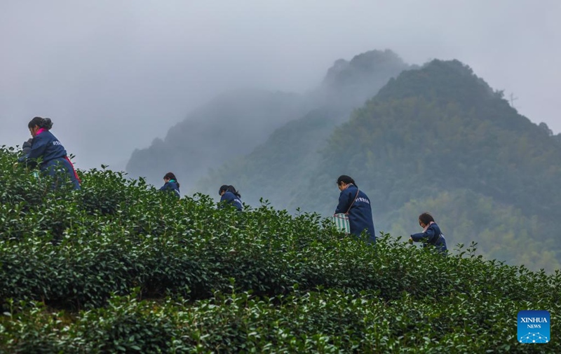 Wakulima wakichuma majani ya chai kwenye mashamba ya chai ya Wangzhai ya Wilaya ya Wuyi ya Mji wa Jinhua, Mkoa wa Zhejiang, Mashariki mwa China, Machi 5, 2025. 