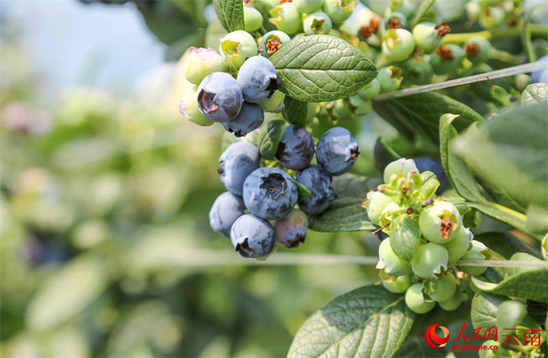 Kituo cha Upandaji Blueberry kidijitali chaingia msimu wa mavuno Yunnan, China