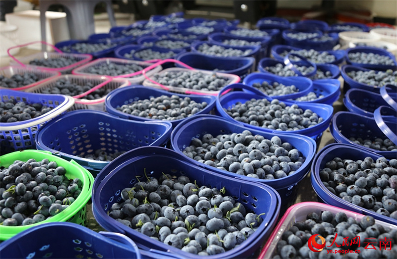 Picha ikionyesha matunda ya blueberry yaliyochumwa. (Hu Zunhui/People’s Daily Online)