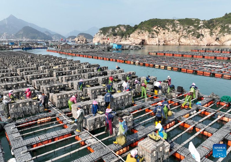 Ufugaji wa abalone baharini waanza Fujian, China wakati hali ya hewa inapokuwa ya joto