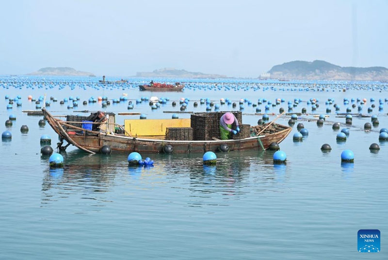 Ufugaji wa abalone baharini waanza Fujian, China wakati hali ya hewa inapokuwa ya joto