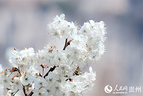Mashamba makubwa ya miti ya cherry yachanua kwa wingi Guizhou, China