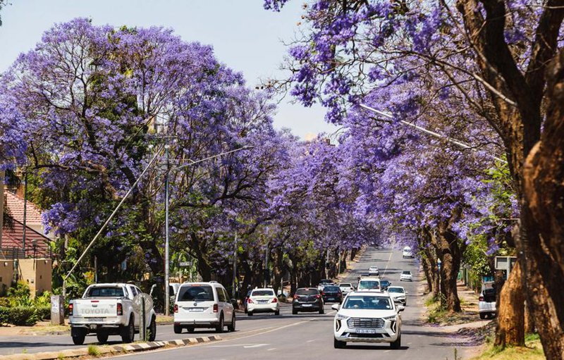 Picha hii iliyopigwa Oktoba 13, 2023 ikionyesha mwonekano wa mandhari yenye miti ya jacaranda mjini Pretoria, Afrika Kusini. (Xinhua/Zhang Yudong)