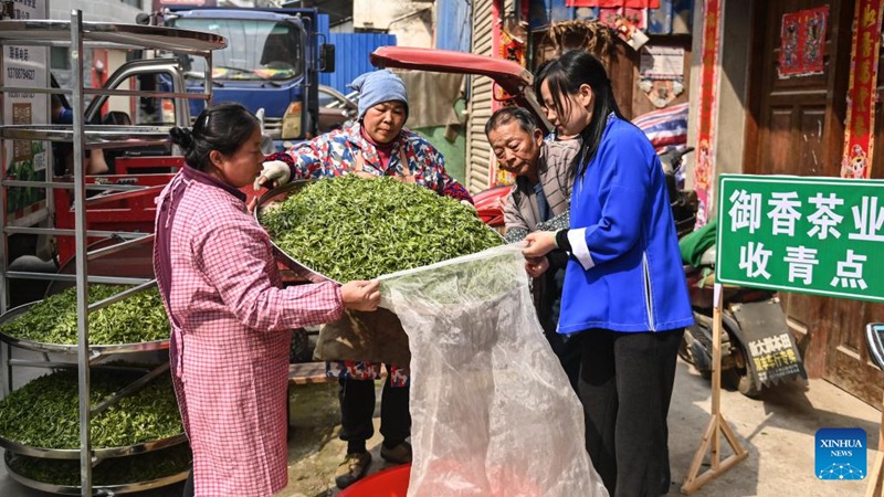Picha: Hali ya tasnia ya chai katika Wilaya ya Sanjiang, China