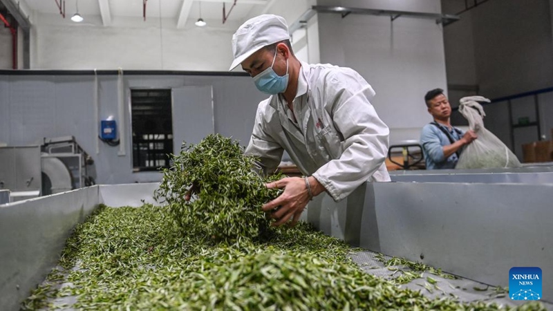 Picha: Hali ya tasnia ya chai katika Wilaya ya Sanjiang, China