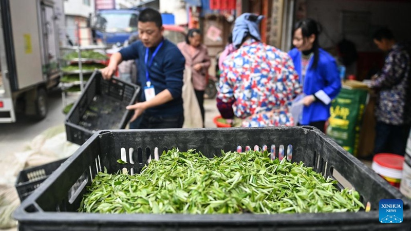 Picha: Hali ya tasnia ya chai katika Wilaya ya Sanjiang, China