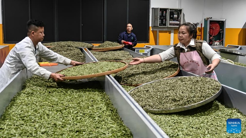 Picha: Hali ya tasnia ya chai katika Wilaya ya Sanjiang, China