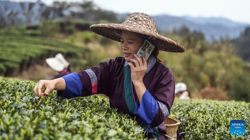 Picha: Hali ya tasnia ya chai katika Wilaya ya Sanjiang, China