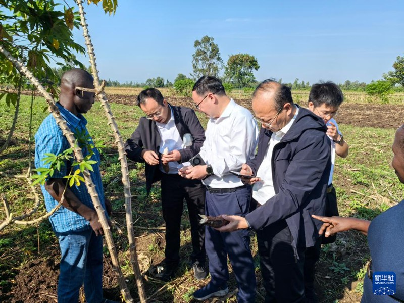 Ujumbe wa Ukaguzi wa Mradi wa Ushirikiano wa Kusini-Kusini wa Ziwa Viktoria kutoka Idara ya Maendeleo na Mageuzi ya Mkoa wa Jiangxi, China ukikagua hali ya upandaji wa mboga za majani za oganiki katika jumuiya ya makazi mjini Kisumu, Kenya Agosti 27, 2024. (Picha kwa hisani ya Taasisi ya Utafiti wa Ustaarabu wa Kiikolojia ya Mkoa wa Jiangxi/Xinhua)