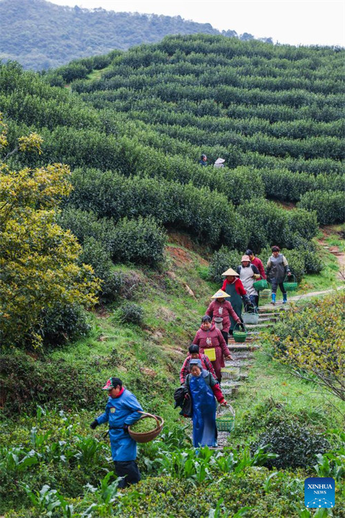 Wakulima wakihamisha majani freshi ya chai ya Juyan yaliyochumwa punde kwenye kituo cha kupanda chai katika Kijiji cha Lutian, Mji wa Jinhua wa Mkoa wa Zhejiang, mashariki mwa China, Machi 31, 2025. (Xinhua/Xu Yu)