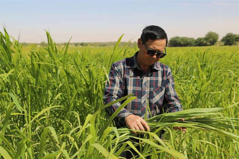 Zhang Hong'en, mkurugenzi wa Kituo cha Kielelezo cha Mifugo nchini Mauritania, akikagua ukuaji wa nyasi ya Juncao kwenye shamba la majaribio katika kijiji cha Idini nchini Mauritania, Januari 18, 2025. (Xinhua/Si Yuan)