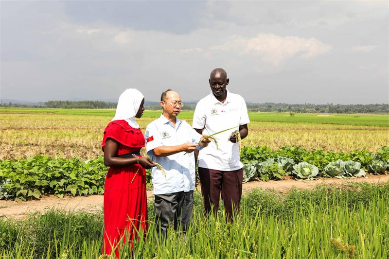 Mtaalamu wa China Luo Zhongping (katikati) akizungumza na wakulima wa mpunga wakati wa kutembelea shamba la mpunga, Butaleja, mashariki mwa Uganda, Agosti 15, 2023. (Picha na Hajarah Nalwadda/Xinhua)