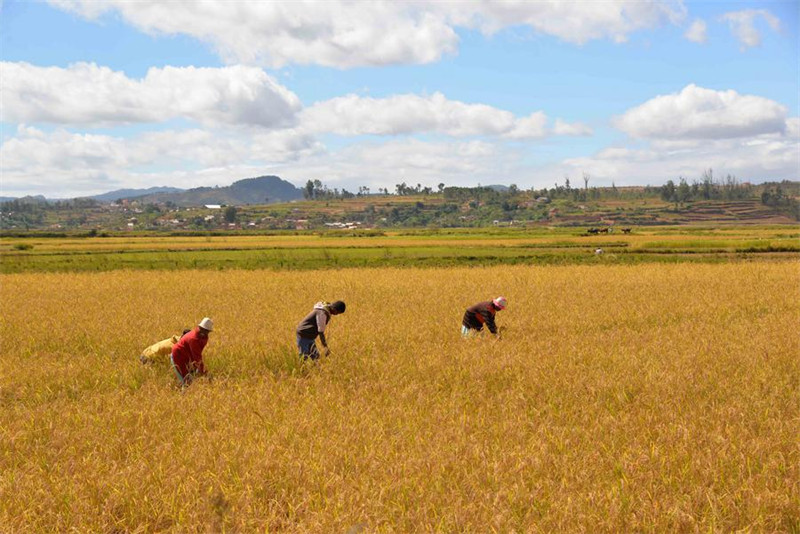 Wakulima wenyeji wakivuna mpunga kwenye shamba kielelezo la mpunga chotara wa mazao mengi, Mahitsy, Madagascar, Mei 8, 2024. (Picha na Sitraka Rajaonarison/Xinhua)