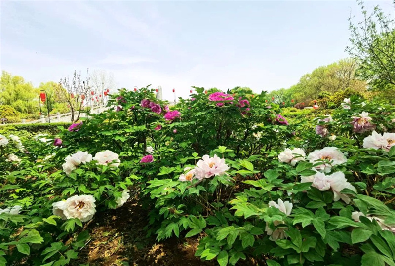 Tamasha la 42 la Utamaduni wa Maua ya Peony la Luoyang, China laanza rasmi