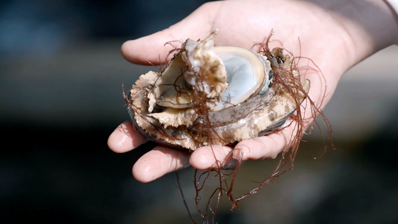 Wilaya ya Dongshan, Fujian: Chanzo cha 60% ya abalone wanaofugwa nchini China