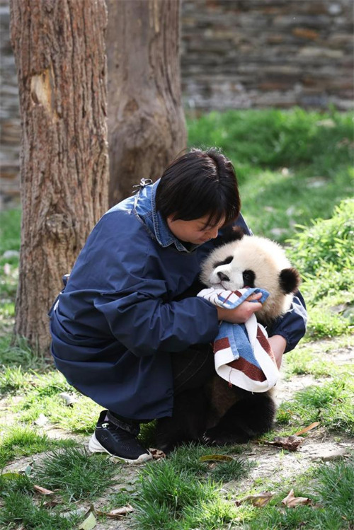 Mlinzi wa panda Li Rong akipangusa uso wa kitoto cha panda baada ya kukinywesha maziwa kwenye kituo cha panda cha Shenshuping cha Hifadhi ya Taifa ya Mazingira ya Asili ya Wolong ya China, Mkoa wa Sichuan, kusini magharibi mwa China, Machi 27, 2025. (Xinhua/Meng Tao)
