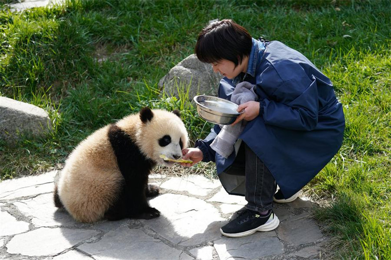 Mlinzi akua pamoja na panda Sichuan, China