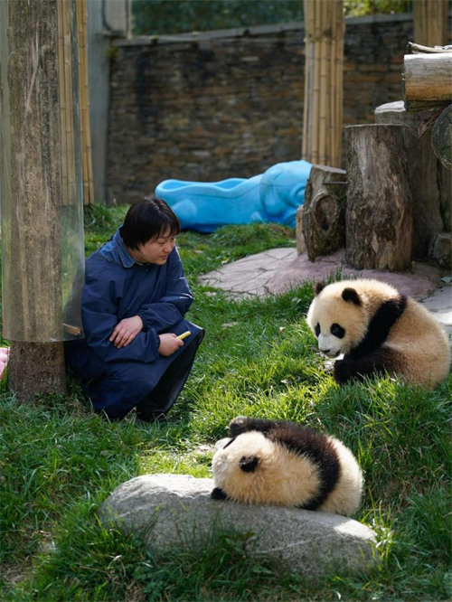 Mlinzi akua pamoja na panda Sichuan, China