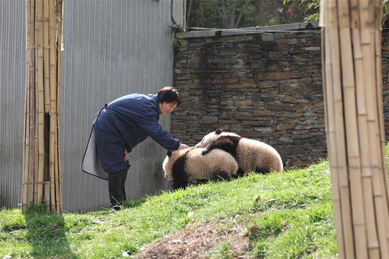 Mlinzi akua pamoja na panda Sichuan, China