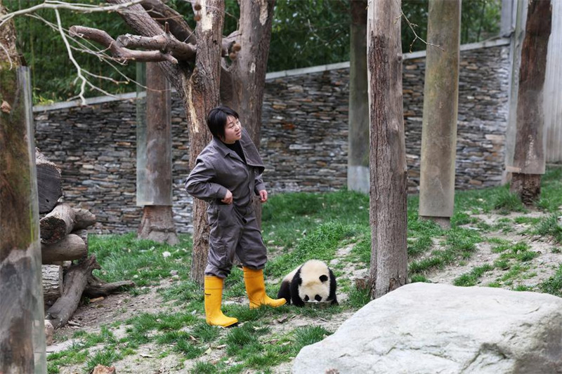 Mlinzi akua pamoja na panda Sichuan, China