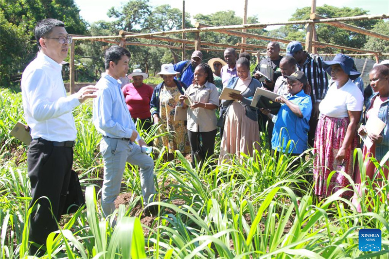 Watu wakishiriki kwenye mradi wa mafunzo ya teknolojia ya Juncao uliotolewa kwa msaada wa China katika Jimbo la Mashonaland Magharibi, Zimbabwe, Aprili 14, 2025. (Xinhua/Tafara Mugwara)