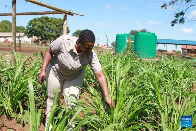 China yazindua mradi wa kwanza wa mafunzo ya teknolojia ya Juncao nchini Zimbabwe