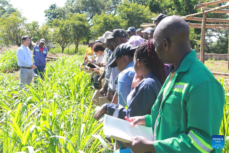 China yazindua mradi wa kwanza wa mafunzo ya teknolojia ya Juncao nchini Zimbabwe