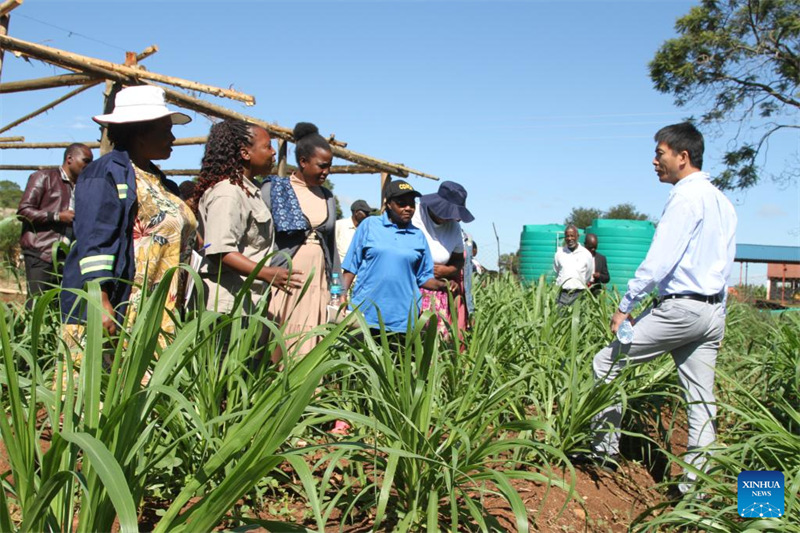 China yazindua mradi wa kwanza wa mafunzo ya teknolojia ya Juncao nchini Zimbabwe