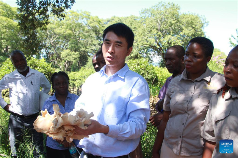 China yazindua mradi wa kwanza wa mafunzo ya teknolojia ya Juncao nchini Zimbabwe