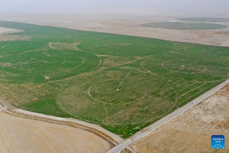 Jangwa la Taklimakan la Xinjiang, China lazungukwa na ukanda wa kijani kwa sababu ya juhudi za kudhibiti mchanga